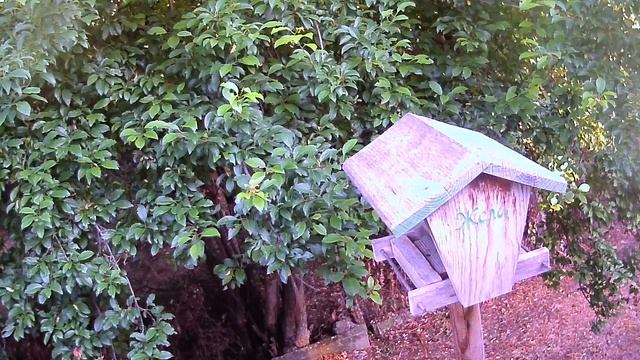 Жела Live Stream смотреть онлайн