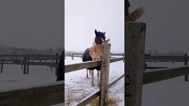 Зимние конь Лунтик и кот Рыжик