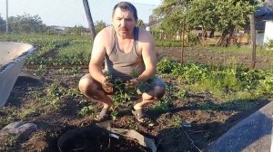 Голубика садовая Посадка голубики Бюджетный вариант