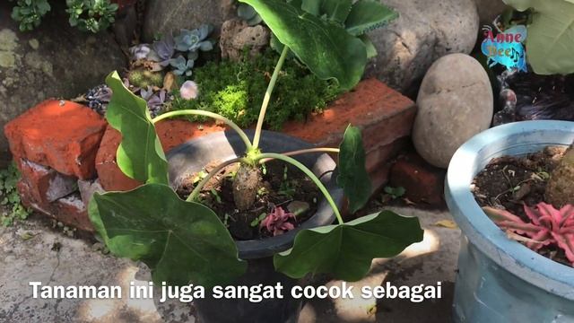 SEKARANG BARU TAU ! JATROPHA PODAGRICA TANAMAN HERBAL UNIK NAN CANTIK | GOUT PLANT смотреть онлайн