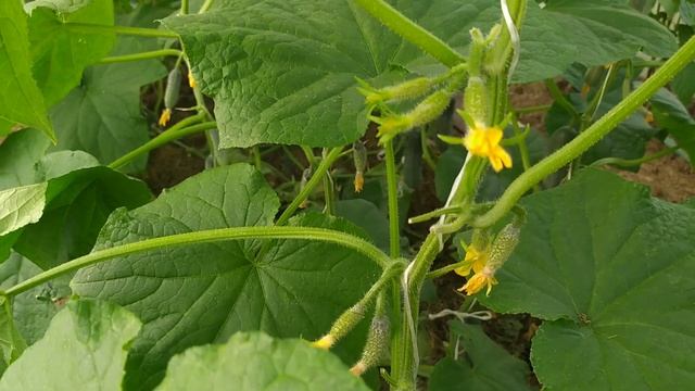 Огурец ГЕРМАН f1 - один из лучших огурцов смотреть онлайн