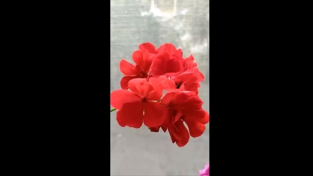 Лучшие сортовые пеларгонии.Пеларгония темно-красная Calliope Dark Red . Гибрид с большими шапками смотреть онлайн