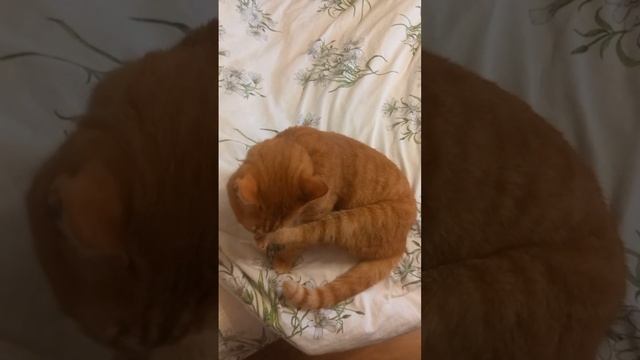 Кот Рыжик и его чистый четверг, животные