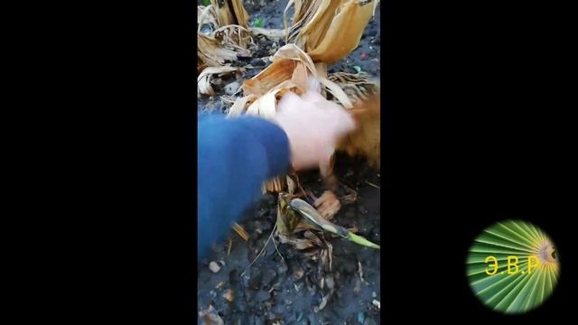 Банан японский.Укрывать или нет??? в чем разница??? смотреть онлайн