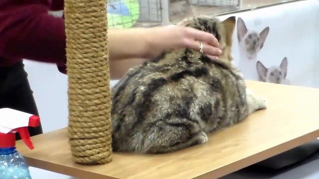 Экзотическая Короткошерстная Кошечка КРАСАВИЦА | Окрас Черный Мраморный