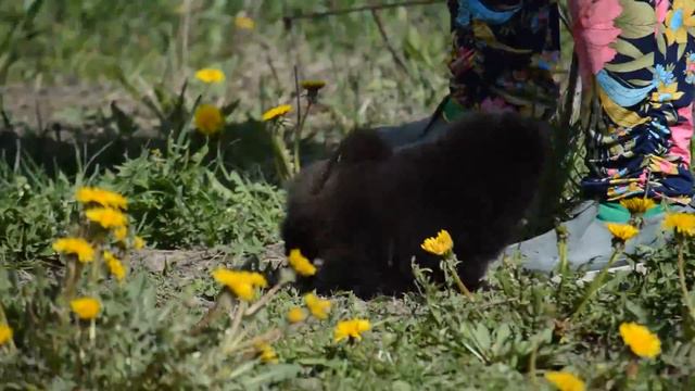 Black pomeranian puppy girl available for sale. Pretty Style pomeranians