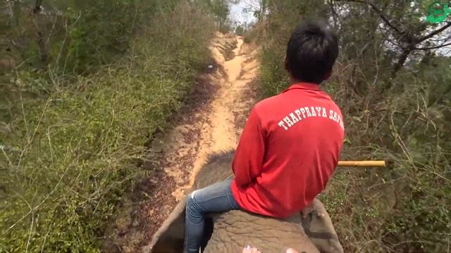 Тайланд | Паттайя | Слоны | Большой выпуск: катание, кормление, купание смотреть онлайн