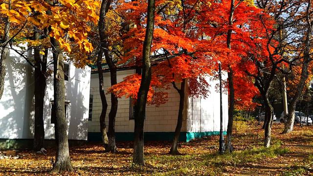 Осень в "Покровском" парке города Владивостока.  (Autumn in "Pokrovsky" park. Vladivostok city)