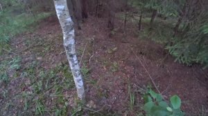 ЕЛОВЫЕ БОРОВИКИ ПРУТ в ТЁМНОМ ЛЕСУ! Молодые ПОДОСИНОВИКИ и белые грибы ПОЛЯНАМИ! Грибы в июле 2023!