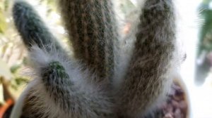 ОБЗОР.  КОМНАТНЫЕ ЦВЕТЫ, РАСТЕНИЯ на ПОДОКОННИКЕ июль 2021