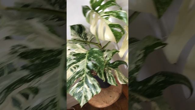 Happy Monday! Monstera Variegated plant is available now!