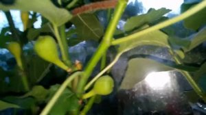 Обломка инжира для плодоношения  2018 06 14