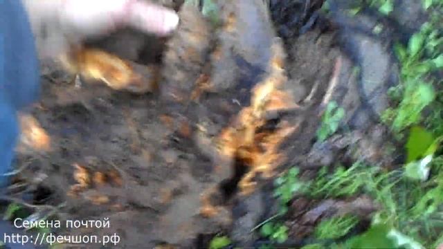 Почему в теплице плохо росли помидоры?