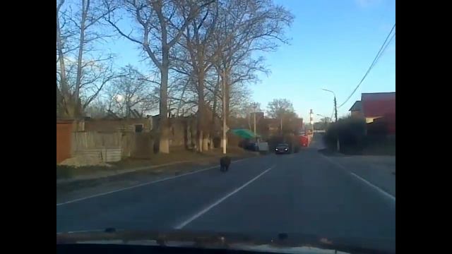 По проезжей части в Серпухове разгуливала пара кабанов смотреть онлайн