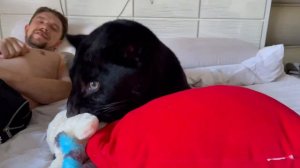Ягуар Наоми и игрушки