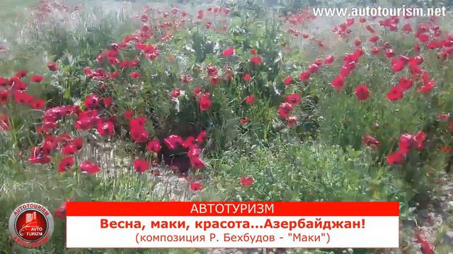 Весна, маки, красота...Азербайджан!