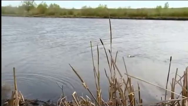 Поплавочная рыбалка видео