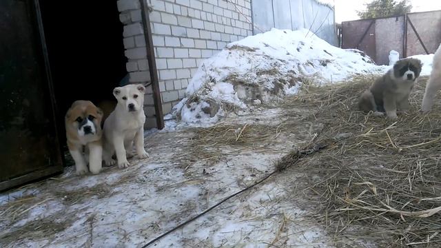 Щенки Алабая смотреть онлайн