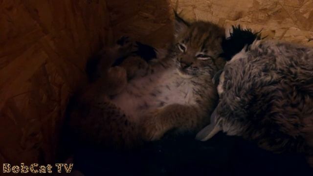 Крепкий сон рыси смотреть онлайн