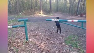 Самые умные и послушные собаки  Подборка 2018