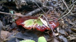 Идем в лес находим огромный красный гриб со слизью  Forest Big red mushroom with slime