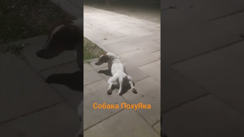 #short #shorts #funnyvideo #funnydog #собака #юмор