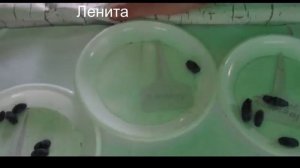 Дегустация ранних сортов жимолости на Комаровке 6.06.