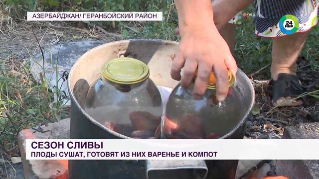 Сбор поздних сортов сливы начался в Азербайджане смотреть онлайн