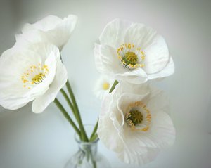 МК Белый мак из холодного фарфора.