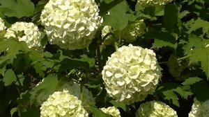 Декоративная калина  Decorative Kalina