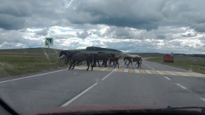 Спутанные лошади с жеребятами переходят шоссе.