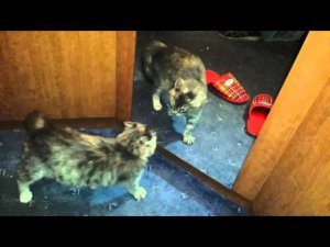 Cat and mirror. Кошка и зеркало. Бой с тенью.