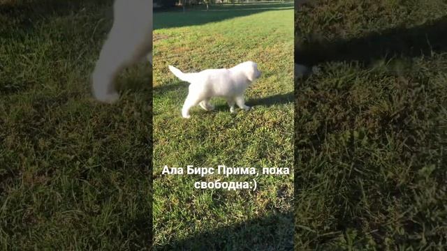 Щенки Польской Подгалянской Овчарки #подгалянскаяовчарка #подгалянцы #podhale #продажащенков