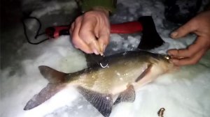 Крупный лещ, на поставушки для налима. Алтайский край. Река Чумыш.