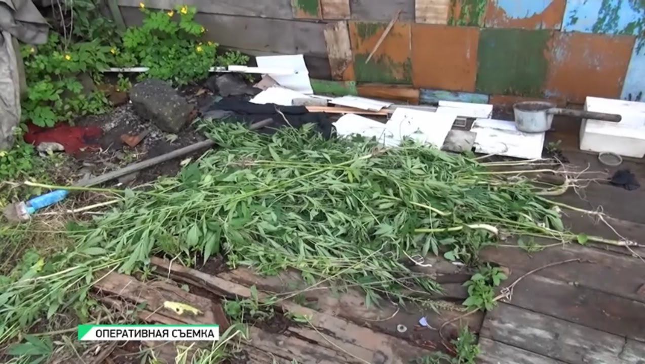 Россия 24 марихуана Россия 24 марихуана техническая соль в самаре купить