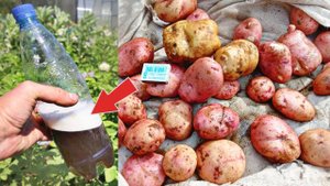 Хотите много крупного картофеля? Кормите этим в июле во время цветения под корень!