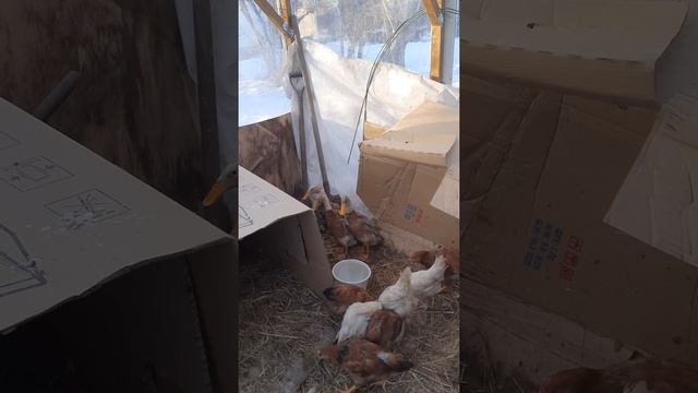 Новоселы на нашем дворе. Утки Индийский бегунок (бегун) смотреть онлайн