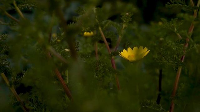 My First CINEMATIC VIDEO (film+edit) Sony NEX-F3 смотреть онлайн