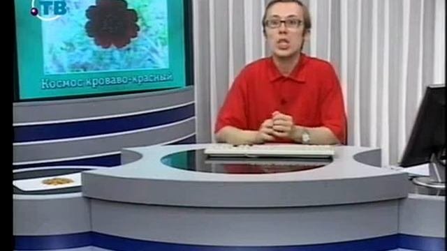 Цветы. Урок 3.2. Однолетние цветы семейства сложноцветных. Часть 2