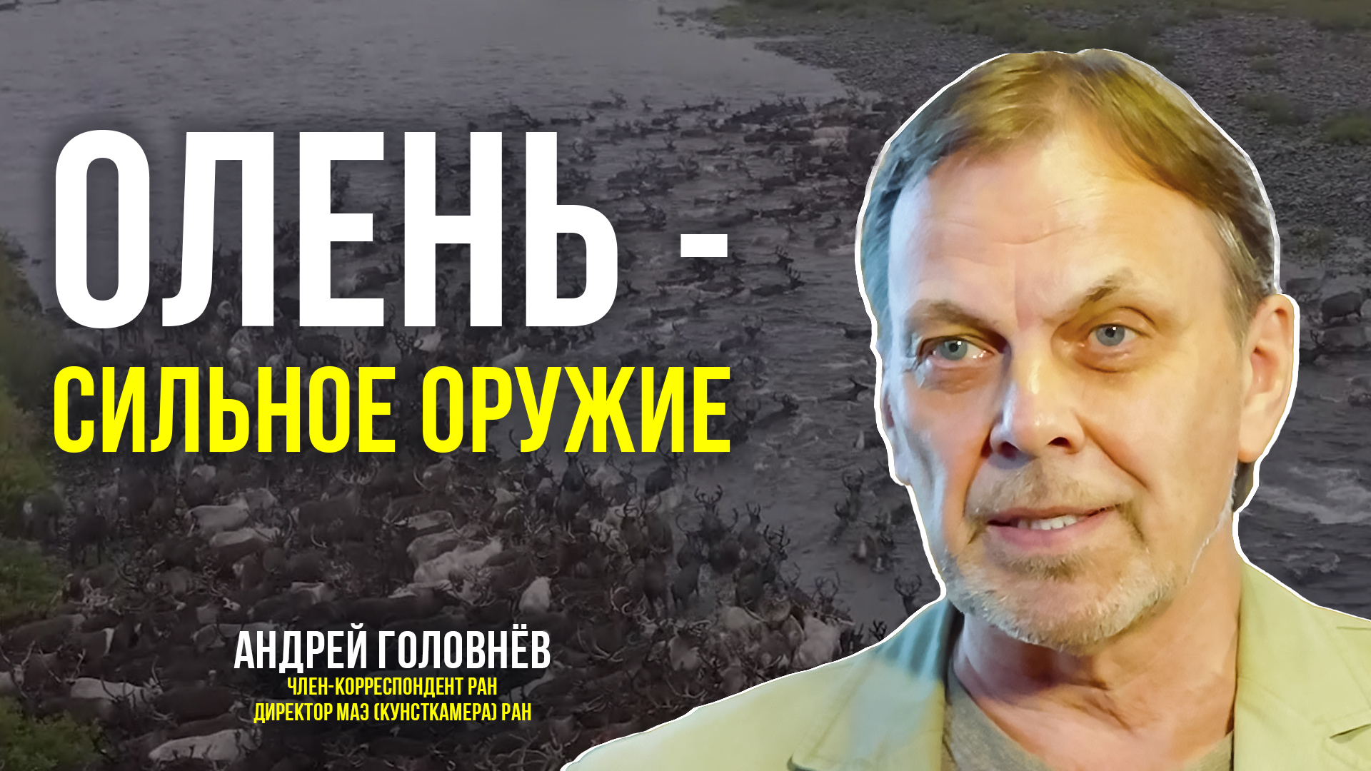 Об оленеводстве на Ямале. Шаманском, боевом и транспортном