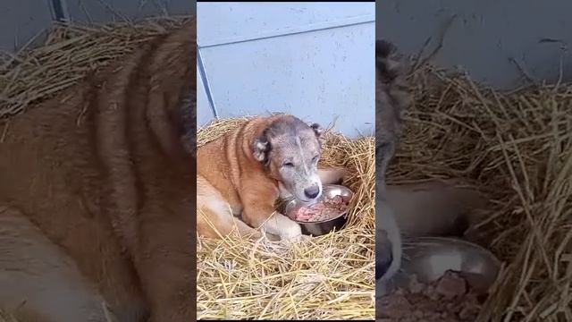 Алабай Буся в беде! Собака стала бездомной, срочно нужна помощь!