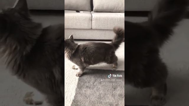 Котенок мейн-кун. Кот с кисточками на ушах. Охота.Большой кот. Лапы. Нападение кота на игрушку. смотреть онлайн