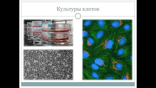 Лекция - "Методы молекулярной биологии"