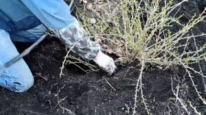 Это надежный способ размножения крыжовника! Получится у всех 100%!!