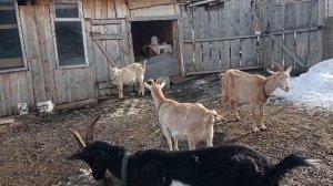 Козы не отдают молоко при аппаратной дойке