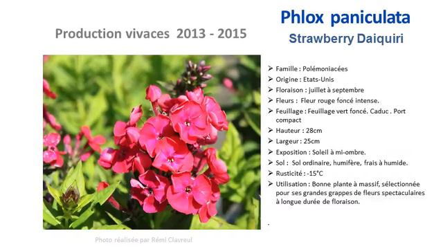 Jardinage: Phlox paniculata strawberry daiquiri: plante vivace смотреть онлайн