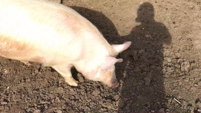 У свинки болят задние ноги / Выпустил её погулять / Пошел 3 месяц супоросности смотреть онлайн