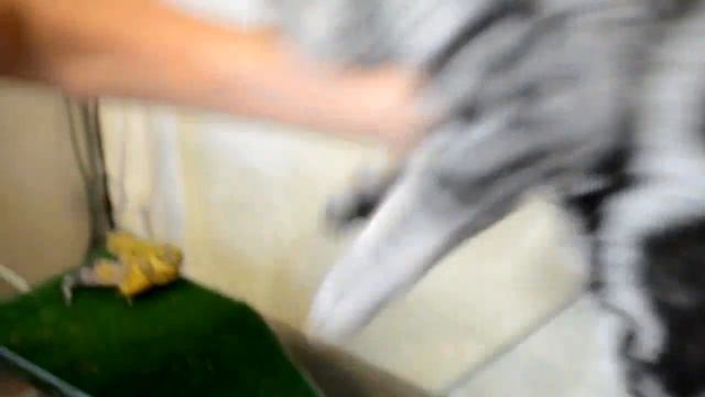 Кот хочет поймать эублефара смотреть онлайн