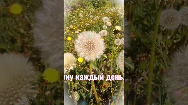 Одуванчики!