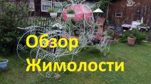 Обзор Жимолости на даче.